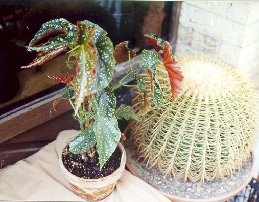 B. ‘Flutterby’